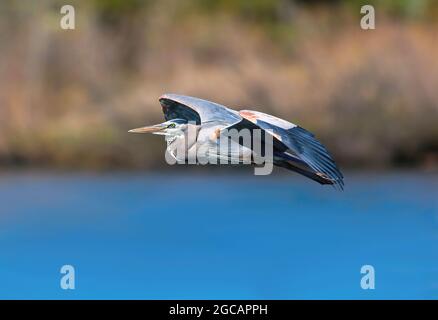 Gros plan sur un grand héron bleu en vol au-dessus d'un lac bleu profond lors d'une journée de printemps lumineuse et ensoleillée avec un fond de champ mou. Banque D'Images