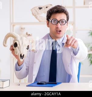 Le professeur fou drôle l'étude de squelettes d'animaux Banque D'Images