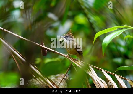 Un oiseau de Bulbul à gorge feuilletée qui perce sur une branche dans la forêt tropicale, parc national de Khao Yai, site classé au patrimoine mondial de l'UNESCO sous le nom de « Dong Phayayen- Banque D'Images