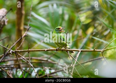 Barbet moustaché perching sur branche dans la forêt tropicale, parc national de Khao Yai, site classé au patrimoine mondial de l'UNESCO sous le nom de 'Dong Phayayen-Kha Banque D'Images