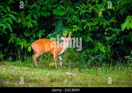 Cerfs aboyés dans le parc national de Khao Yai, Thaïlande, site classé au patrimoine mondial de l'UNESCO sous le nom de « complexe forestier de Dong Phayayen-Khao Yai » Banque D'Images