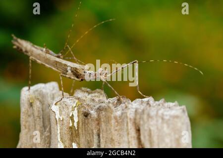 Image d'un insecte géant de bâton de siam et bébé d'insecte de bâton sur la souche sèche. Insecte animal. Banque D'Images