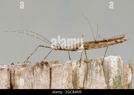 Image d'un insecte géant de bâton de siam et bébé d'insecte de bâton sur la souche sèche. Insecte animal. Banque D'Images