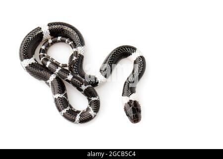 Image du petit serpent (Lycodon laoensis) sur fond blanc., Reptile,. Animaux Banque D'Images