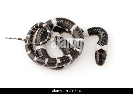 Image du petit serpent (Lycodon laoensis) sur fond blanc., Reptile,. Animaux Banque D'Images