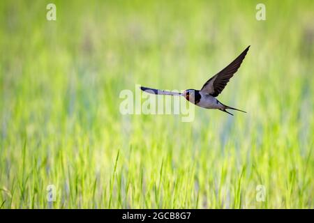 Image de l'hirondelle de la grange volant au milieu d'un champ sur fond naturel. Oiseau. Animal. Banque D'Images