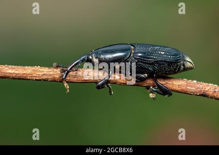 Image d'un borateur de racine de banane (Cosmopolites sordidus) sur les branches sur fond naturel. Insecte. Animal. Banque D'Images