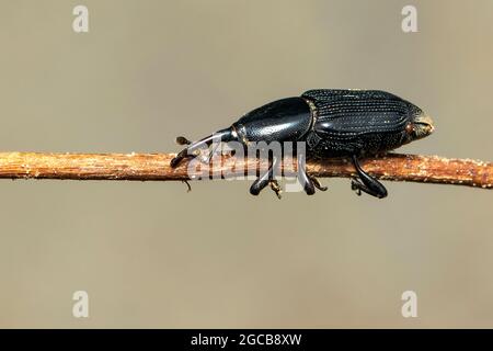 Image d'un borateur de racine de banane (Cosmopolites sordidus) sur les branches sur fond naturel. Insecte. Animal. Banque D'Images