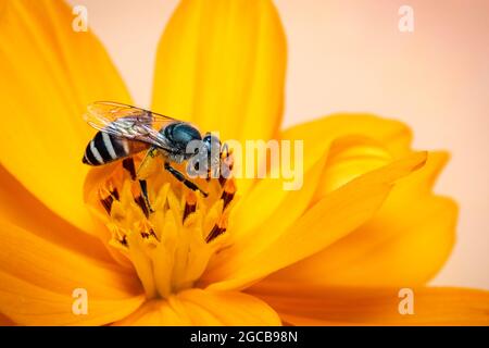 Image de petite abeille ou abeille naine (APIs florea) sur fleur jaune recueille le nectar sur fond naturel. Insecte. Animal. Banque D'Images