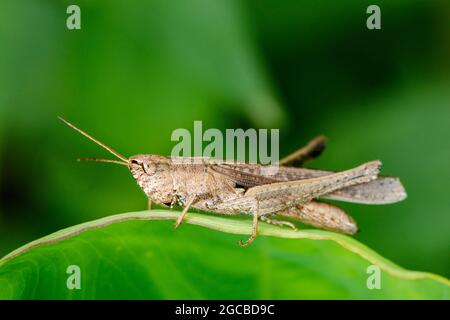 Image de sauterelle brune sur les feuilles vertes. Insecte animal. Acridiens (Caelifera., Acrididae) Banque D'Images