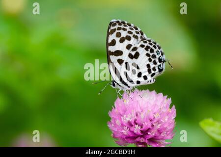 Image de papillon de pierrot commun sur des fleurs violettes. Insecte. Animal (Castalius rosimon rosimon Fabricius, 1775) Banque D'Images