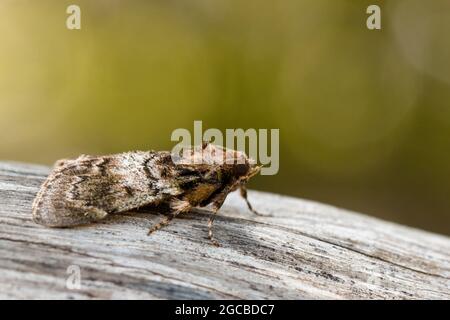 Image de la Moth brune (Nannoarctia tripartita) sur l'arbre. Insecte. Animal. Banque D'Images