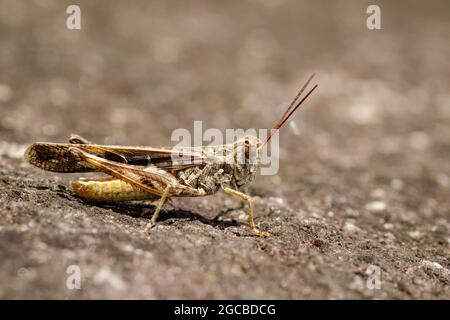 Image de la rouille brune sur le sol. Insecte. Animal Banque D'Images