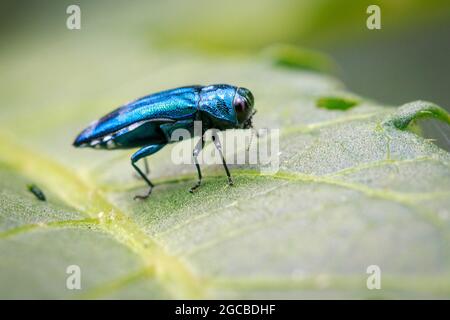 Image d'un perce émeraude sur une feuille verte. Insecte. Animal Banque D'Images