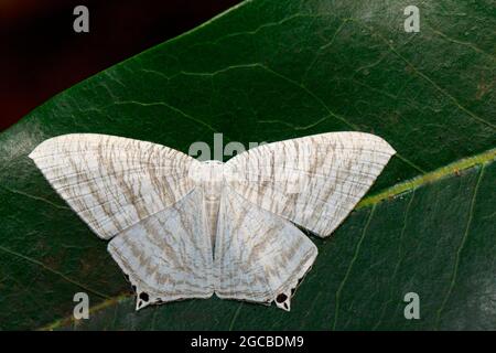 Image de papillon à ailes plate pointues (Micronia aculeata) sur les feuilles vertes. Insecte. Animal Banque D'Images