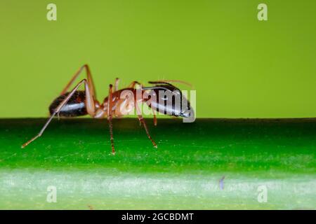 Image d'ant sur fond de nature. Insecte. Animal Banque D'Images