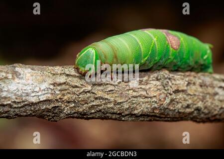 Image d'une chenille verte sur une branche. Insecte. Animal Banque D'Images