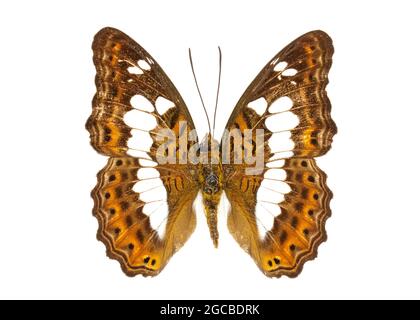 Image du commander Butterfly (Moduza protris) sur fond blanc. Insecte. Animal Banque D'Images