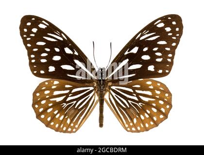 Image du papillon bleu foncé (Danaus hamata) sur fond blanc. Insecte. Animal Banque D'Images