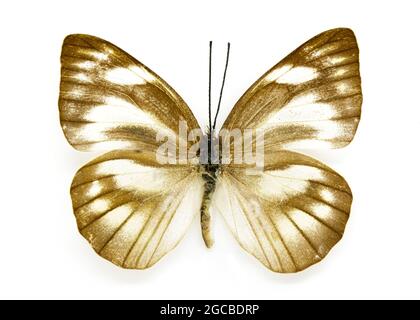 Image d'Appias libythea olferna papillon (Albatros rayé) (femelle) sur fond blanc. Insecte. Animal Banque D'Images