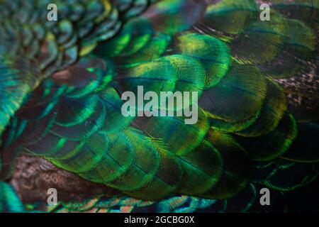 Gros plan sur les plumes de paon .plumes bleu macro, plumes, oiseau, animal. Photographie macro. Banque D'Images