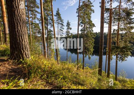 Forêt boréale et lac dans la région pittoresque de Punkaharju, dans l'est de la Finlande, en été Banque D'Images