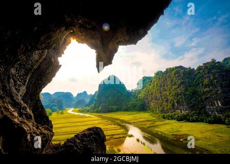 Joli champ de riz jaune dans la province de Ninh Binh, au nord du Vietnam Banque D'Images