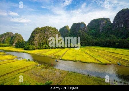 Joli champ de riz jaune dans la province de Ninh Binh, au nord du Vietnam Banque D'Images