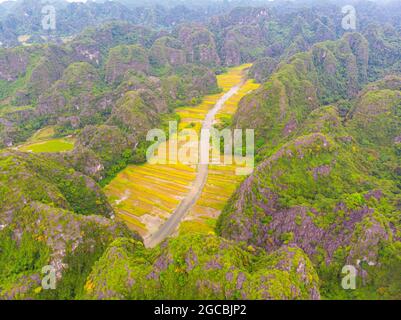 Joli champ de riz jaune dans la province de Ninh Binh, au nord du Vietnam Banque D'Images