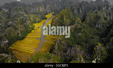 Joli champ de riz jaune dans la province de Ninh Binh, au nord du Vietnam Banque D'Images