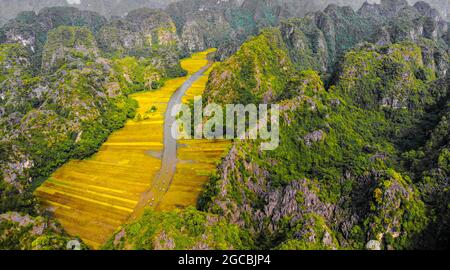 Joli champ de riz jaune dans la province de Ninh Binh, au nord du Vietnam Banque D'Images