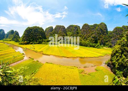 Joli champ de riz jaune dans la province de Ninh Binh, au nord du Vietnam Banque D'Images