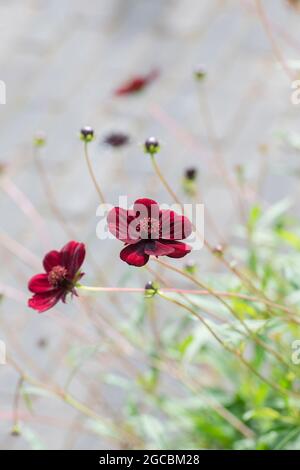 COSMOS atrosanguineus. Cosmos au chocolat Banque D'Images