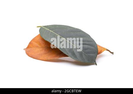 Vert et jaune deux feuilles de jackfruit près de la vue sur fond blanc isolé Banque D'Images