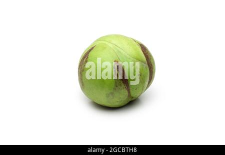 Dillenia indica ou fruit vert brut de pomme d'éléphant sur un fond blanc isolé Banque D'Images