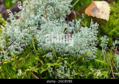 mousse et cladonia arbuscula shrubby coupe lichen gros plan Banque D'Images