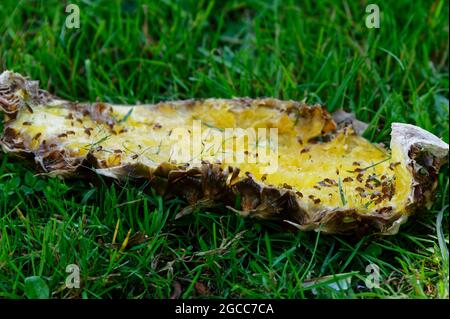 Les mouches des fruits se nourrissent d'une peau d'ananas qui repose sur l'herbe verte Banque D'Images