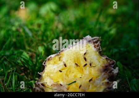 Les mouches des fruits se rassemblent sur la peau d'ananas jetée sur l'herbe Banque D'Images