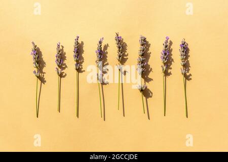 Fleurs de lavande dans une rangée sur fond jaune, vue de dessus, plat. Banque D'Images