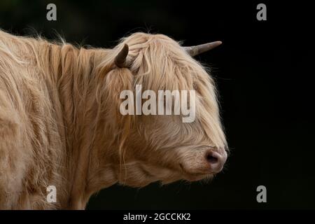 Une vache d'altitude de couleur pâle sur fond noir Banque D'Images