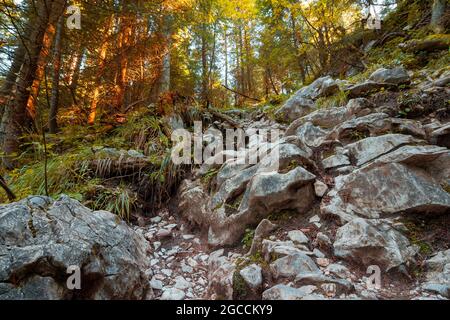 sentier escarpé à travers la forêt ancienne. rochers et racines sur le sol. saison d'automne dans le parc naturel d'apuseni, roumanie Banque D'Images