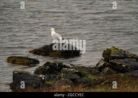 Mouette perchée sur une roche recouverte d'algues dans les eaux côtières écossaises Banque D'Images