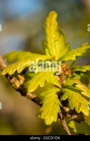 Feuilles de chêne vert frais émergeant dans la lumière du soleil de printemps sur l'île de Carna Banque D'Images