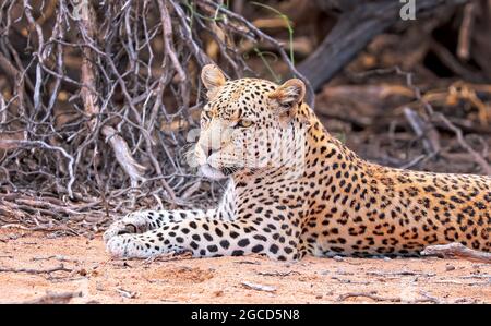 Leopard, Kgalagadi Transfrontier National Park, Afrique du Sud, (Panthera Banque D'Images