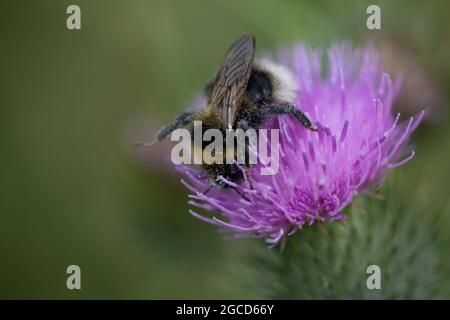 Abeille Bumble - probablement une femelle Bumblebee à queue blanche (Bombus lucorum) sur le chardon Banque D'Images