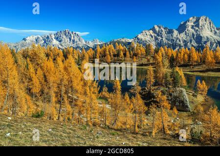 Incroyable forêt d'automne colorée avec lac alpin pittoresque. Séquoias colorés sur la rive du lac Federa, Dolomites, Italie, Europe. Phot populaire Banque D'Images