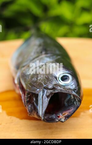 Gros plan du maquereau brut. Poisson frais à bouche ouverte sur une planche en bois Banque D'Images