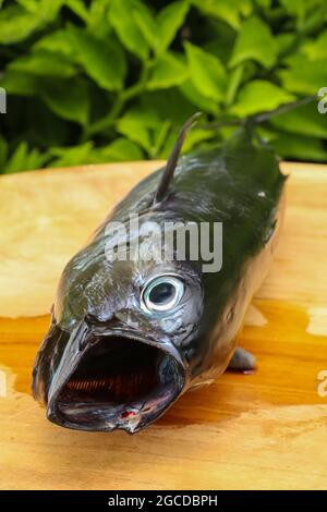 Gros plan du maquereau brut. Poisson frais à bouche ouverte sur une planche en bois Banque D'Images