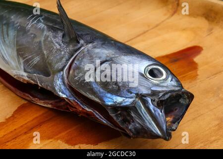 Gros plan du maquereau brut. Poisson frais à bouche ouverte sur une planche en bois Banque D'Images