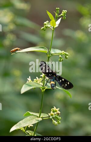 Coléoptère et neuf papillons de nuit (Amata Phegea), Sasso del Ferro, Laveno, Lac majeur, Lombardie, Italie Banque D'Images